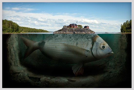 fish photo retoucching